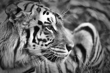 A Tiger Portrait in Black and White