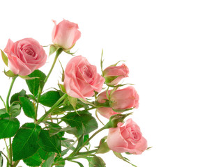pink rose isolated on white background