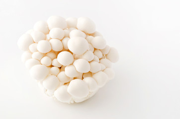 ホワイトブナシメジ