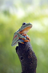 Tree frog, Javan tree frog, flying frog