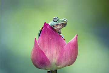 Obraz premium Tree frog, flying frog, Javan tree frog
