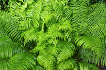 Dense fern leaves