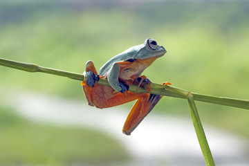 Obraz premium Tree frog, flying frog, Javan tree frog