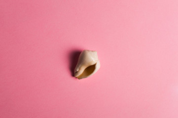 Sea shell on the pink background. Travel concept