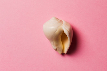 Sea shell on the pink background. Travel concept