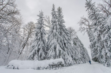 Snowfall in the park