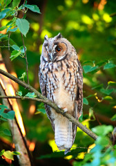 owlet of long eared owl