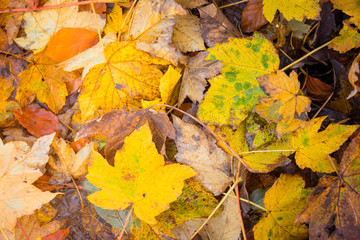 Buntes Herbstlaub Blätter Ahorn als Hintergrundbild kräftig