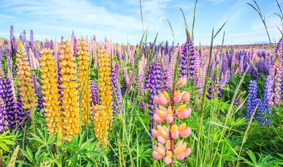 View of Lupin Flower Field near Lake Tekapo Landscape, New Zealand. Various, Colorful Lupin Flowers in full bloom with the background of mountain ranges.