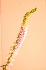 Naklejka premium Foxglove Flower (Digitalis purpurea) with light shining on flowers with wall background. Foxglove flowers are a clusters of tubular shaped blooms in white, yellow, pink, red, purple.