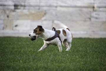 Dog Playing at Campo Santo, Pise