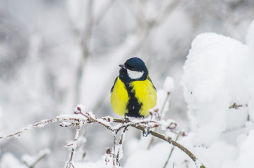 Titmouse sits on snow-covered branches in the park