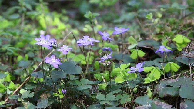 Blue spring flowers - Hepatica (lat. Hepatica nobilis), blossoming in early spring in forest.
