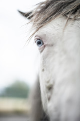 Pferd mit blauen Augen