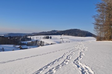 Fototapeta na wymiar Schneespuren am Waldrand im Winter auf dem Albispass, Kanton Zürich, Schweiz