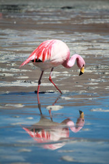 Flamants roses Sud Lipez Bolivie