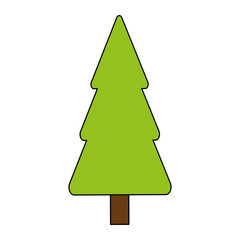Tree pine isolated