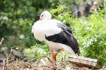 Cigogne au zoo de Beauval