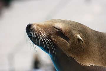Fototapeta premium Otarie au zoo de Beauval