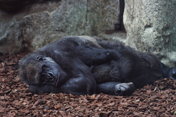 Gorille au zoo de Beauval