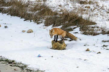 Foraging fox on rock
