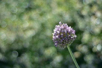 Detail of purple cluster flower on blurred green background with round blobs of light.