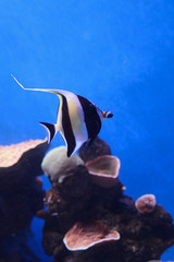 Aquarium Majorque