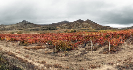 Vineyard in the Crimean mountains