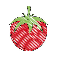 Tomato fresh vegetable