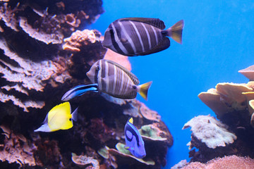 Aquarium Majorque