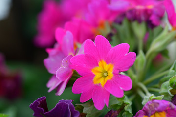 Fototapeta na wymiar flower closeup