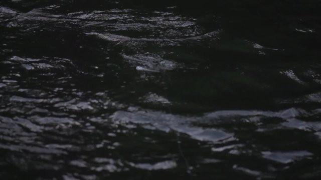 stripped bass hits top water bait