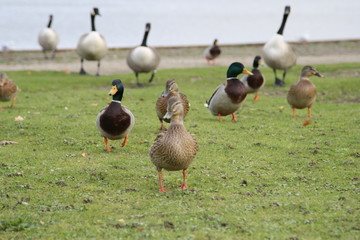 Ducks and Canadian Geese by the Lake