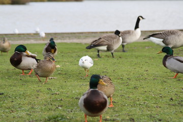 Seagull Hunting Among Ducks and Geese