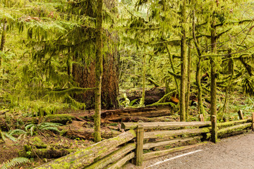 Obraz premium Cathedral Grove - MacMillan Provincial Park, Vancouver Island, British Columbia, Canada