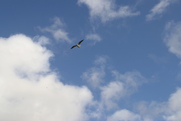 Seagull in Flight Among Clouds
