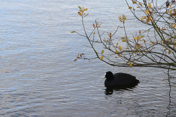 Coot Swimming in Lake