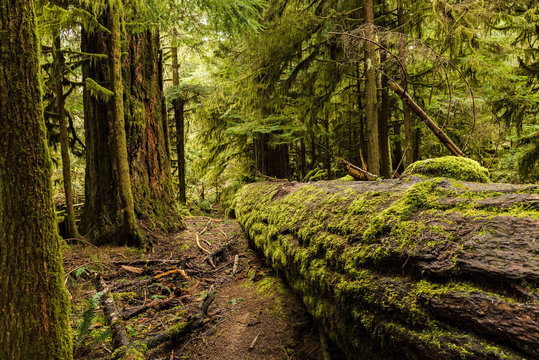 Cathedral Grove - MacMillan Provincial Park, Vancouver Island, British Columbia, Canada