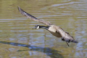 Canada Goose (Branta canadensis) taking off from the water, Georgia, USA