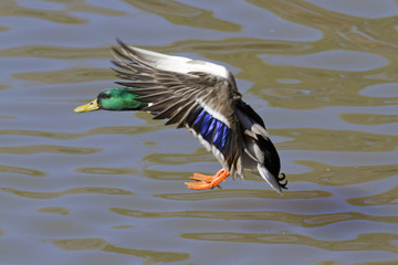 Male mallard (Anas platyrhynchos) landing in the water, Georgia, USA