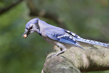 Blue jay (Cyanocitta cristata) with a nut in a tree, Georgia, USA