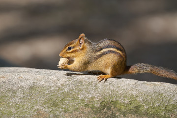 Eastern chipmunk (Tamias striatus) with a nut on a rock, Georgia, USA