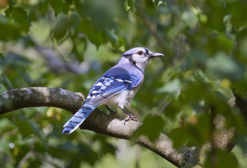 Blue jay (Cyanocitta cristata) in a tree, Georgia, USA