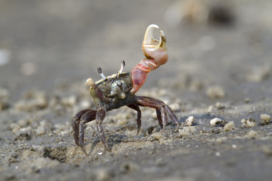 Atlantic sand fiddler crab (Uca pugilator) dancing, Hilton Head Island, South Carolina, USA