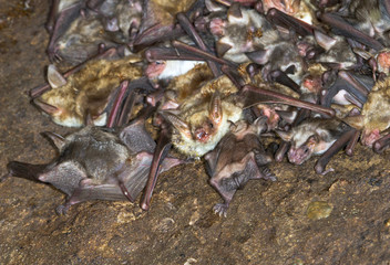 A colony of the lesser mouse-eared bats (Myotis blythii) in a cave (The Republic of Georgia, Caucasus).