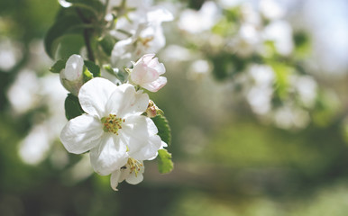 Beautiful flowers of the blossoming apple tree in the spring time/