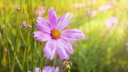 Fototapeta premium Beautiful Pink Flower close up