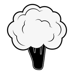 Broccoli vegetable isolated