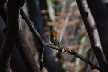 Bird
