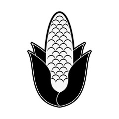 Corn vegetable isolated